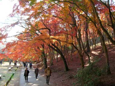 【千葉県内発】 伊豆の紅葉めぐり!修善寺もじみじ林と熱海梅園・旬のみかん狩り食べ放題 露天風呂温泉かけ流し リゾートコテージ ルネッサ赤沢宿泊 2日間