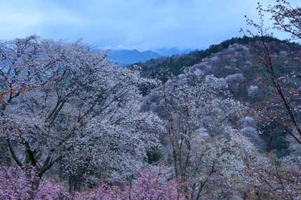 【阪神尼崎・ＪＲ尼崎・伊丹・川西発】 一目千本！世界遺産「吉野千本桜」と多武峯「談山神社」・日本のはじまり「橿原神宮」　桜名所めぐり　日帰り