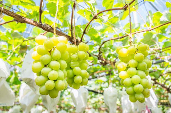 『うなぎまぶし釜飯とほうとう鍋御膳の昼食と季節の花観賞　山梨シャインマスカット２房を堪能！１房狩り＆１房お持ち帰り』【千葉　出発】1