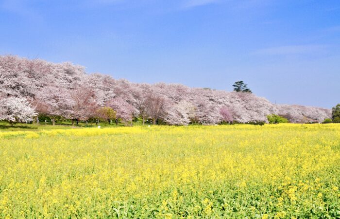 【横浜発】　幸手権現堂さくら 関東屈指の桜名所・幸手権現堂桜堤と小江戸川越情緒探訪1