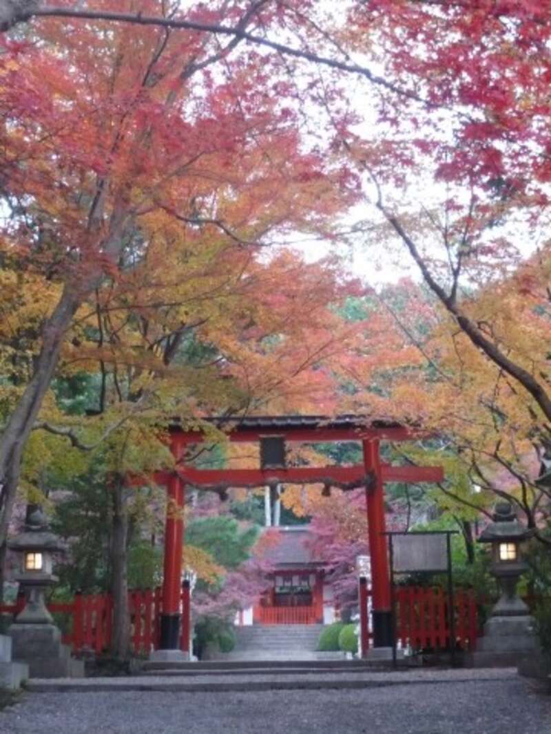 【大阪府内発】 【現役車両 最後の紅葉シーズン】嵯峨野トロッコ列車と京都紅葉散策　日帰り3