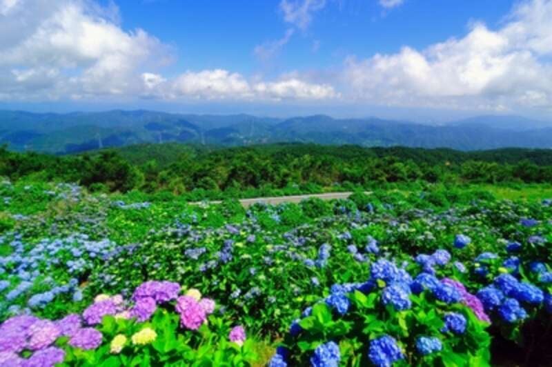 【高知県内発】 大川原高原３万本の紫陽花とビッグなげんこつ椎茸の陶板焼き　日帰り1