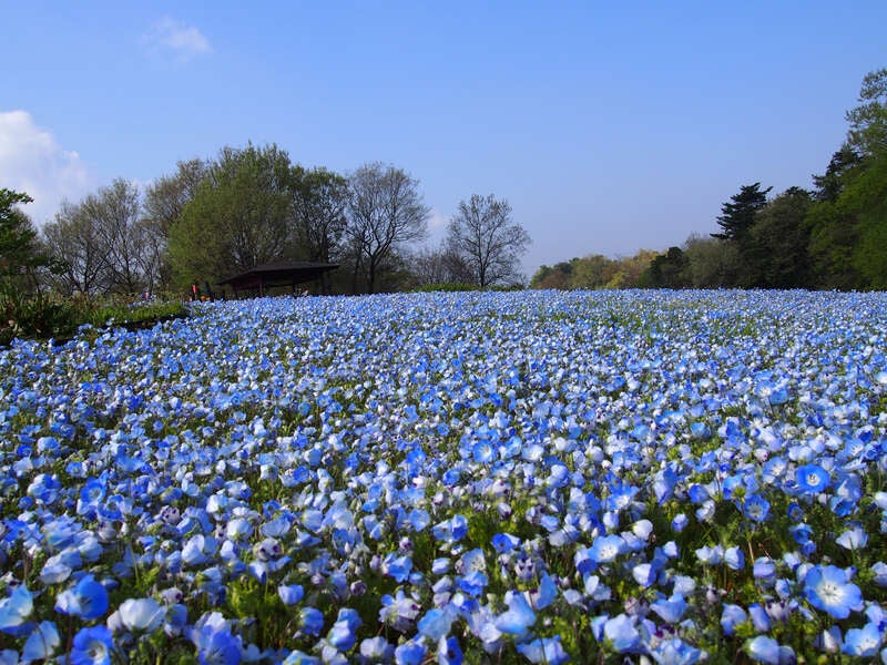【高知県内発】 カフェジャルダンの芝桜とネモフィラ・チューリップ咲くまんのう公園　日帰り3