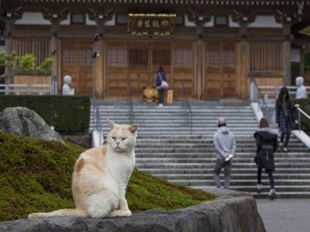 中部発 日帰り 「猫寺」・御誕生寺と7通りの食べ方で味わうアワビ三昧とのどぐろの昼食！＜JAMJAM TOUR＞2