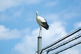 コウノトリを救う！餌場づくり体験と名湯城崎温泉ご宿泊2
