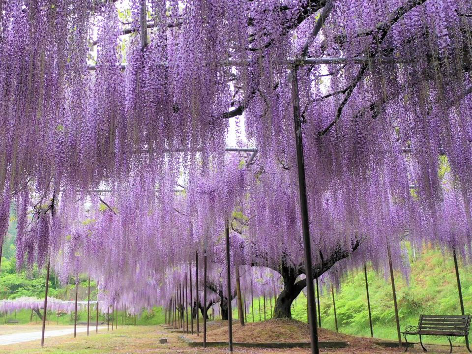 全長120mの藤棚に咲き誇る圧巻！の白毫寺「九尺藤」＆一目一億輪！「三田花のじゅうたん」　春のフルーツフラワーフェスティバル2026！【久宝寺・近鉄八尾・八戸ノ里・新石切発】1