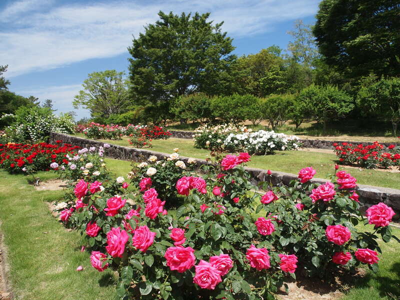 【奈良県内発】 名勝！兵庫百景「闘竜灘」＆日本料理店「味処豊後」でご昼食 バラの名所巡りと「加東アート館」と日本遺産「播州清水寺」青もみじ　日帰り3