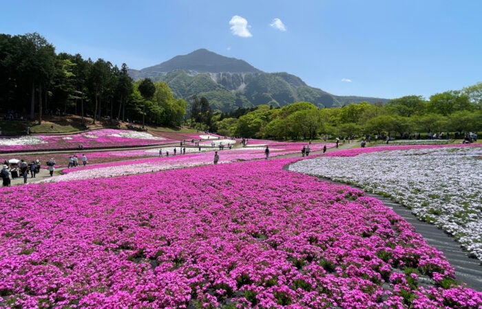 【新宿発】羊山公園芝桜とムーミンバレー　秩父 春の名所！羊山公園『芝桜の丘』観賞♪＆子どもから大人まで人気！ムーミンバレーパーク満喫ツアー1