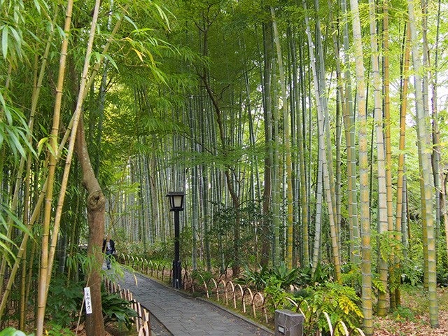 ■【静岡】ゆったり出発！冬の美味を満喫！「浜焼き食べ放題」×「いちご狩り食べ放題」＆静寂に包まれる修善寺温泉街をのんびり散策♪3