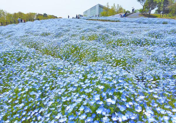 【北九州地区発着】ネモフィラと大藤棚 春のおおいた2色の花めぐりと別府おにやまホテル湯けむりランチバイキング3