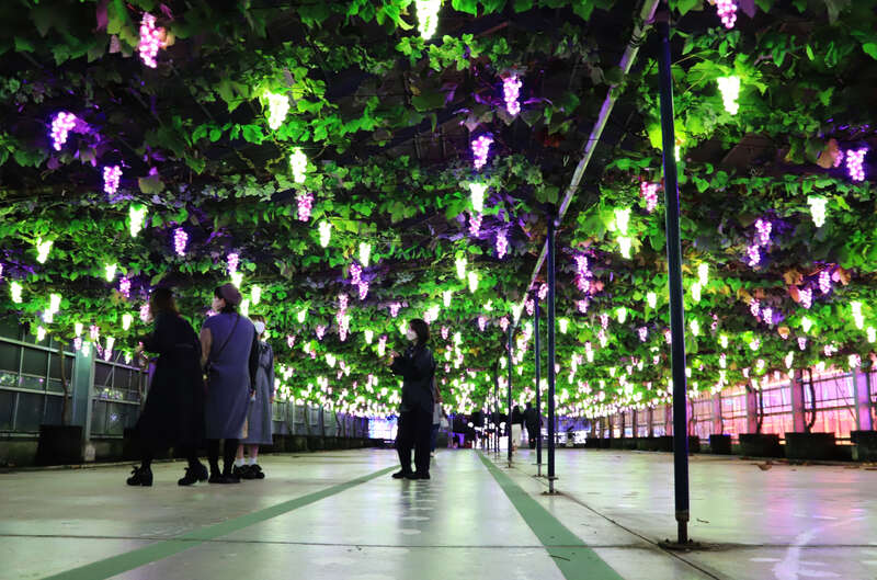 【和歌山駅東口発】 湖国に煌めく光の造形『ローザン HIKARIUM -ヒカリウム-』と近江牛鉄板焼きディナー　日帰り3