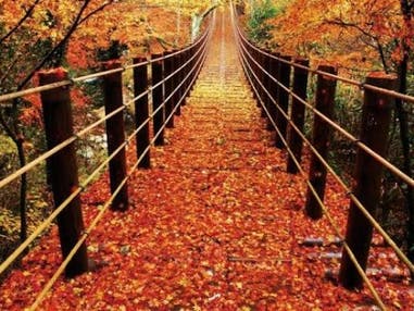 西船橋発 茨城の紅葉名所巡り!紅葉トンネル「花貫渓谷」&錦秋の空中散歩「竜神大吊橋」<JAMJAM TOUR>