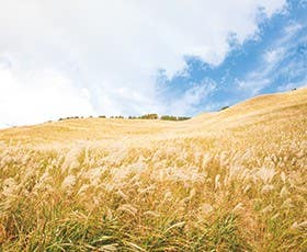 太陽に煌めくシルクの穂360度の大パノラマが広がる秋の曽爾高原ハイキング