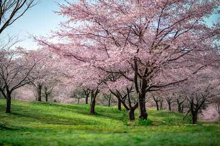 【佐賀駅発】 桜のグラデーション・長湯温泉しだれ桜の里と日本一の水中鍾乳洞・稲積水中鍾乳洞　日帰り