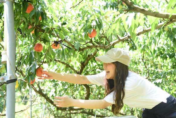 【広島・古市発】 八天堂カフェリエdeランチと桃狩り＆食べ放題・世羅高原ひまわり　日帰り1