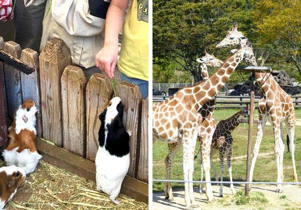 秋芳洞地底探索と秋吉台自然動物公園サファリランド2