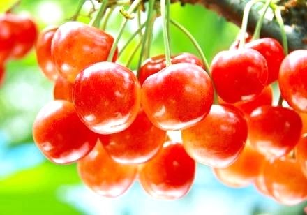 ＜Web割対象商品＞【キングツアーバス旅】佐藤錦を含む旬の3種さくらんぼ狩り食べ放題♪ハート型の猪目窓「吉祥寺」と大人気道の駅「川場」〔明大前・新宿発〕1