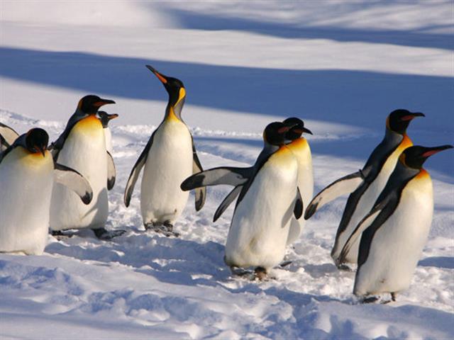 ■【早割60！出発60日前までのお申込み限定プラン♪】≪旭川空港利用≫旭川・富良野・層雲峡・トマム・サホロエリアのホテルから選択可能！ホテルチョイス4泊5日（レンタカー付）3