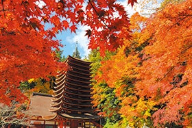 紅葉の談山神社・長谷寺～紅・黄・緑の紅葉三色を楽しむ～1