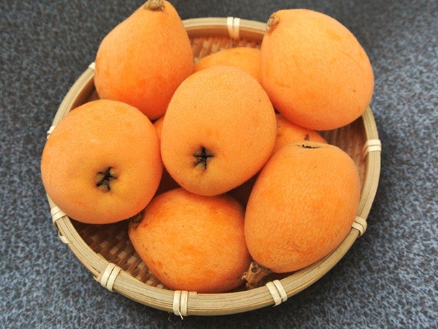 ■【千葉】がっちり房総<第二弾>！！海鮮浜焼き食べ放題とびわお持ち帰り付！花咲く動物の楽園【マザー牧場】＆人気の道の駅でお買い物♪3