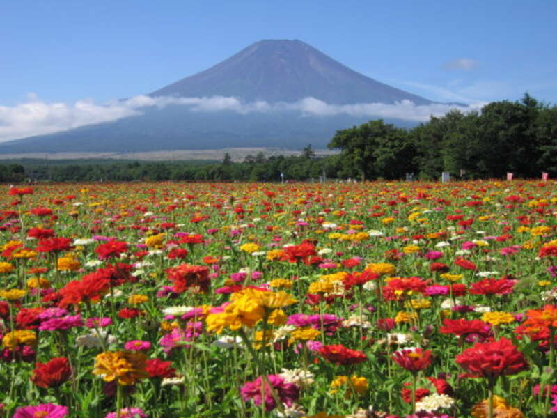 【埼玉県内発】 山梨郷土料理ほうとうの昼食・30万㎡に季節の花が咲き誇る「山中湖花の都公園」・透き通る湧水池 世界遺産「忍野八海」日帰り3