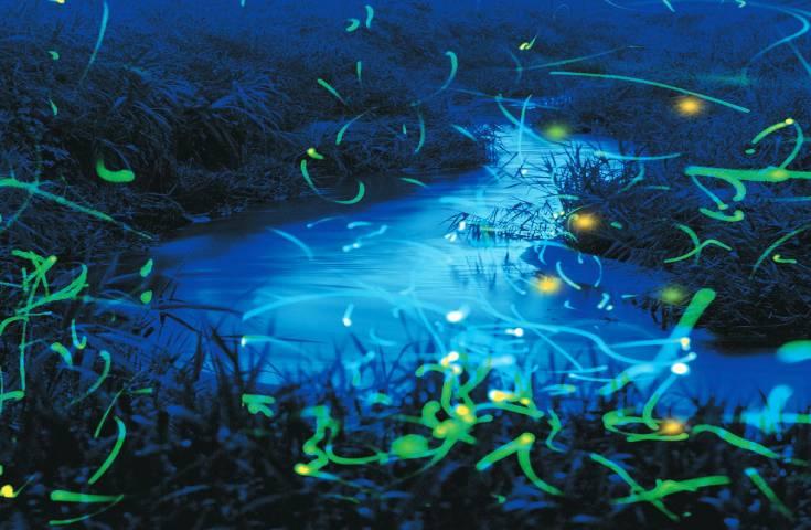 [名古屋発]今だけ限定！幻想的なホタルナイトツアー！和傘物語の新エリア「和傘ほたる」観賞＆約3800本の「あじさい街道」を散策！夕食は近江牛＆ローストビーフミニ弁当のお土産付き！1