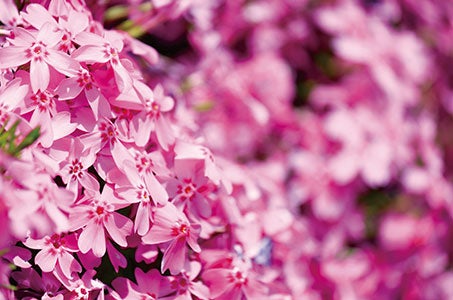 【同封】[姫路駅発着]【往復新幹線/1泊目花いさわ】ネモフィラ・大藤・芝桜 3つの春彩絶景をめぐる3日間　＊＿ ＿阪急交通社貸切富士芝桜まつり閉園後ライトアップ＿ ＿＊1