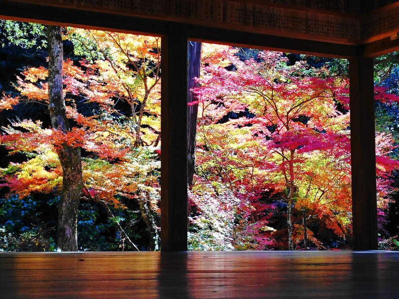 【岩国・玖珂発】 秋のトリプルスリー♪紅葉と実りの秋in山口　日帰り2