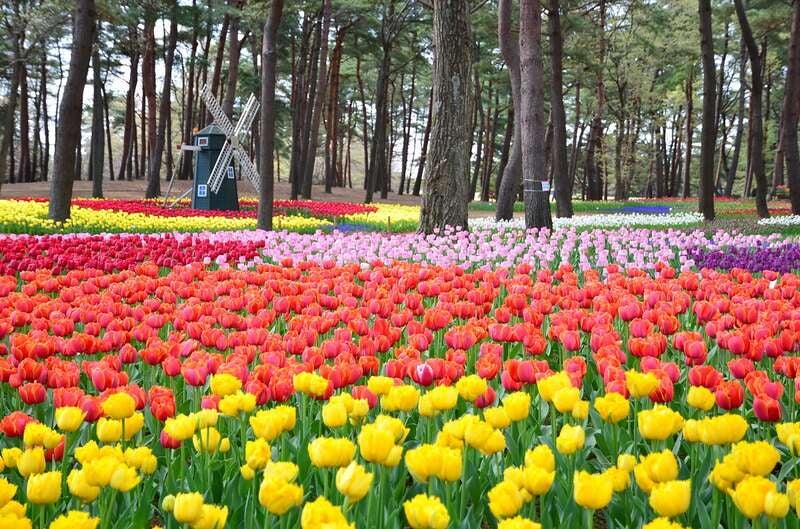 【千葉県内※銚子・茂原発着ルートを除く発】 国営ひたち海浜公園 ゆらゆら碧の海・530万本のネモフィラ＆カラフルお花畑 茨城食材たっぷり♬シェフてづくり春の彩りビュッフェ　日帰り2
