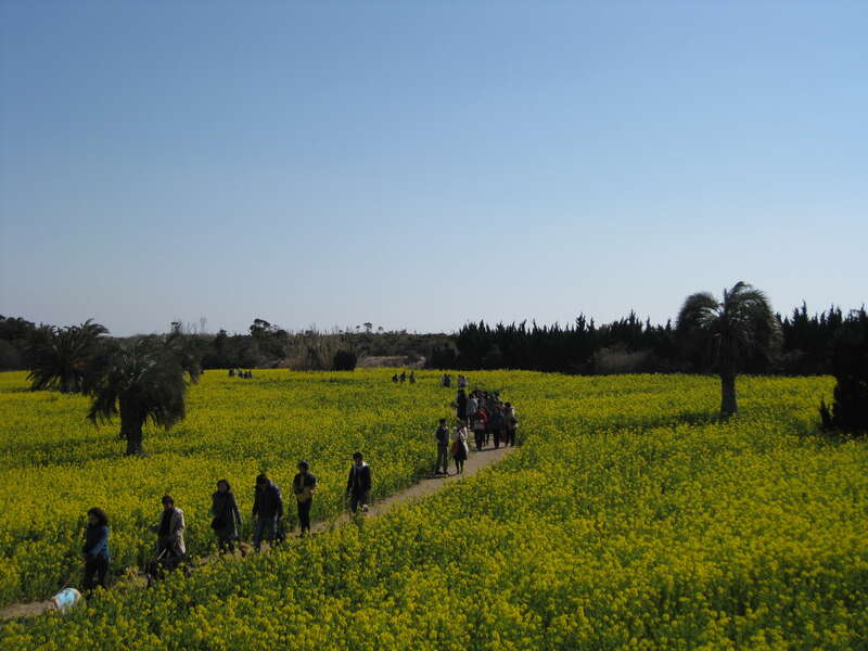 【富山・石川発】 東海３つの早春花めぐりと三河いちご狩り　三谷温泉「明山荘」　２日間3