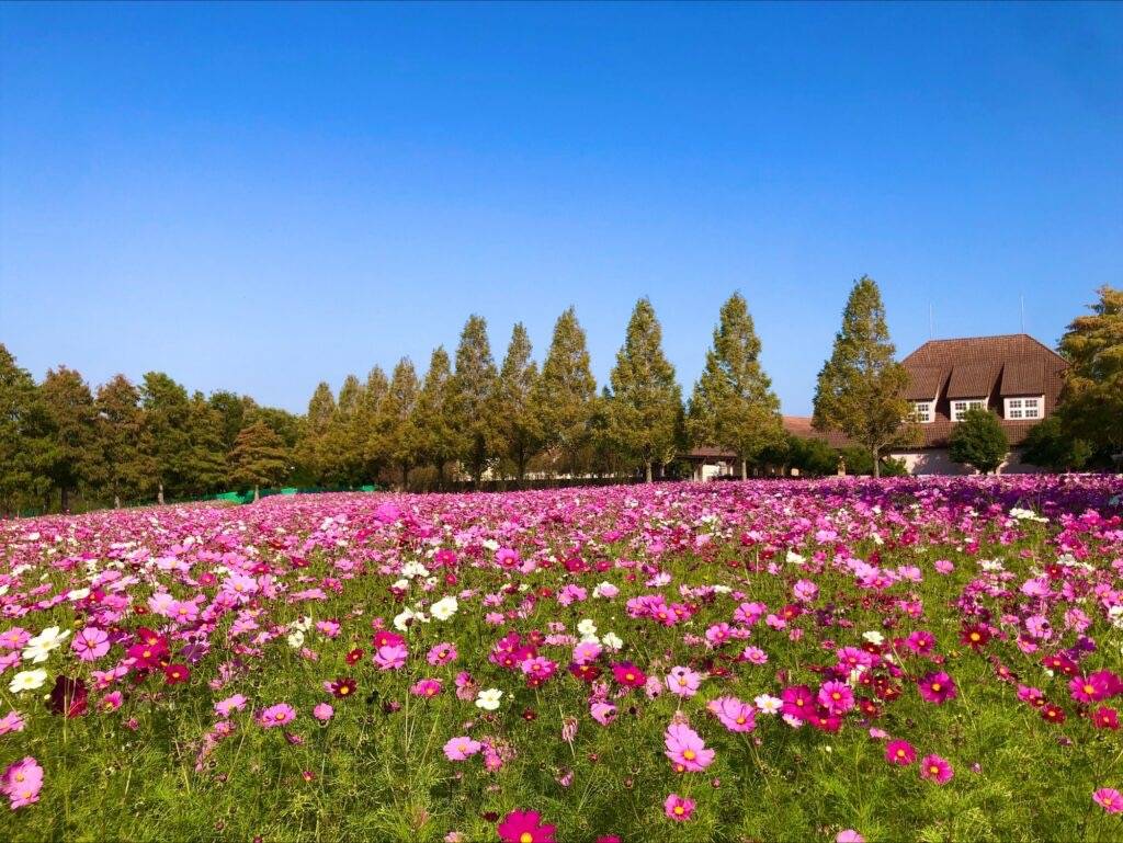 コスモス揺れる「ブルーメの丘」天空のびわ湖テラス＆絶景！ロープウェイ空中散歩【三日市・河内長野・富田林・藤井寺発】3