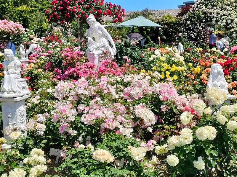 【岡山・倉敷発】 薔薇・バラ・ばらin兵庫　日帰り1