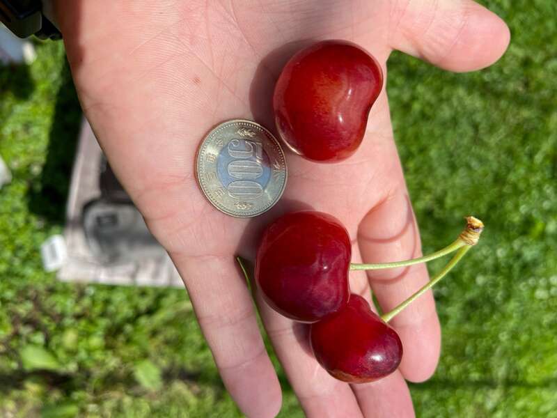 【秋田エリア発】 本場山形さくらんぼ狩り食べ放題と 750種・2万株！日本最大級の東沢バラ公園3