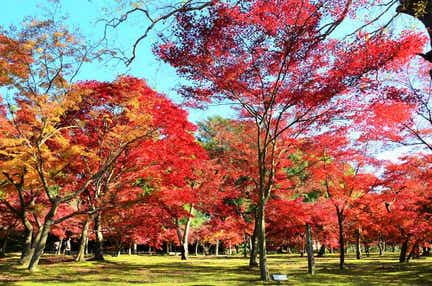 【愛媛県内発】 五感で愉しむ岡山秋散歩 日帰り～２大紅葉めぐりと備前焼で味わうヘルシー豆腐ランチ&夕食弁当２食付～
