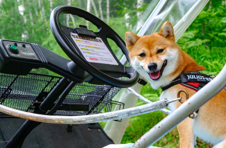 【愛犬同伴プラン】(7/25)天空カートで白樺の森ドライブ＆南アルプスを望む40万本のひまわり畑散策♪甲州郷土料理『おざら』のご昼食で涼を感じる日帰りvipわんツアー！2