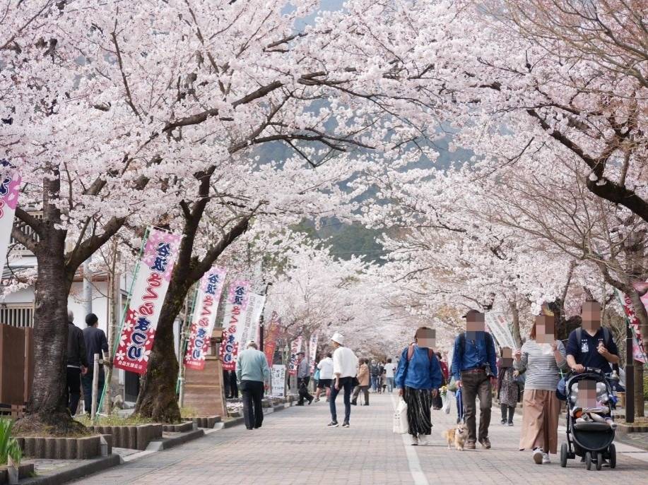 樹齢1,500年！日本三大桜の一つ「根尾谷 淡墨桜」＆谷汲山 華厳寺「満願桜」【河内磐船・枚方市・JR高槻発】2