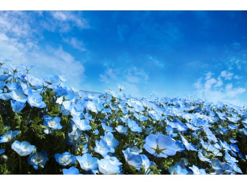 【名古屋発】青の絶景！100万株のネモフィラ祭りIn大阪＆春日大社の砂ずりの藤＆ホテルで奈良大和御膳1