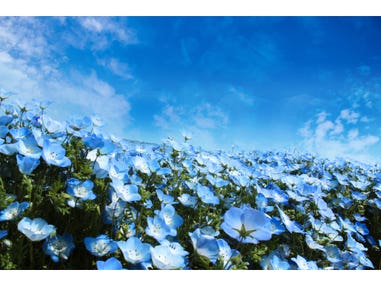 【名古屋発】青の絶景！100万株のネモフィラ祭りIn大阪＆春日大社の砂ずりの藤＆ホテルで奈良大和御膳