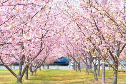 【宇部新川・小野田・厚狭発】ぶちええやまぐち春穫祭 日帰り