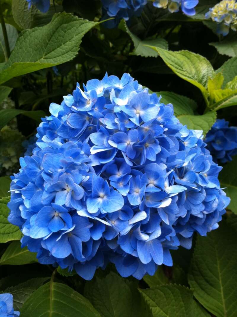 【群馬県内発】 あじさい咲く鎌倉花散歩と道の駅湘南ちがさき日帰り旅3