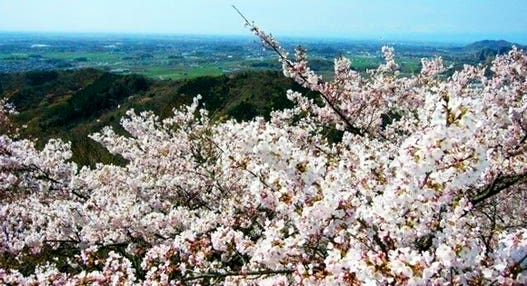 ＜新宿発・西船橋発＞ 4,000本の桜が山全体を彩る！大平山・桜のトンネル と 蔵の街とちぎ　～栃木グランドホテル「和洋中30種類の創作バイキング」の昼食付♪～