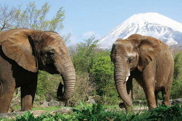 【新宿発】動物たちの楽園「富士サファリパーク」たっぷり満喫！！最大4時間滞在！！大人気ジャングルバスの乗車付きでドキドキ・わくわく体験★日帰りバスツアー2