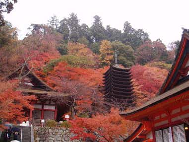 【京滋エリア発】 秋の大和路 紅葉名所「談山神社」「長谷寺」と日本最古の神社「大神神社」 日帰り