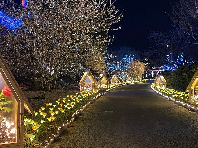 ■＜ヒルナンデス！で紹介されました！＞【栃木】まるごと栃木！とちぎ和牛すき焼き＆あしかがフラワーパーク「光の花の庭」イルミネーション＆いちご狩り食べ放題＆小江戸を満喫「蔵の街」を散策★1