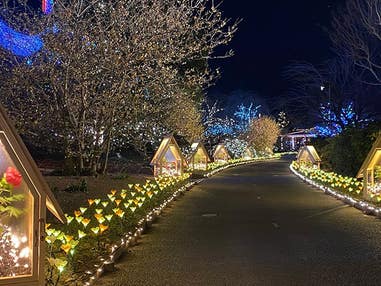 ■<ヒルナンデス!で紹介されました!>【栃木】まるごと栃木!とちぎ和牛すき焼き&あしかがフラワーパーク「光の花の庭」イルミネーション&いちご狩り食べ放題&小江戸を満喫「蔵の街」を散策★