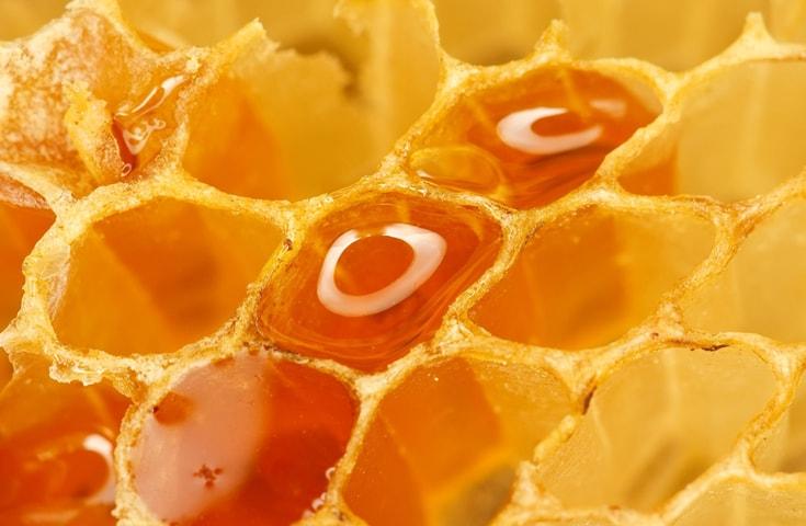 【早割30】[新宿発]千葉で大人気の贅沢なカニも含む海鮮浜焼き＆房総いちご狩り食べ放題♪はちみつ工房の見学や食べ比べ試食体験、カリッと揚げたて芋けんぴのご試食やお買い物等、早春の千葉を大満喫の日帰りバスツアー!3