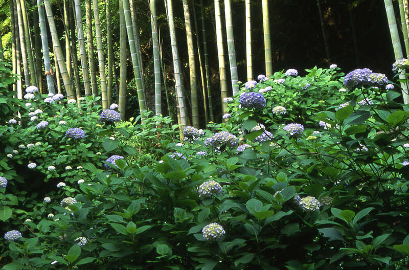 【宮城県・新幹線駅（仙台駅・白石蔵王駅・古川駅・くりこま高原駅）発】 華やぐ初夏を彩る花の競演！ アジサイ寺鎌倉明月院　水郷町潮来　100万本のアヤメ　見物　3日間2