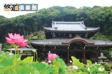 【広島駅発着／新幹線利用】花と緑　癒やしのガーデンめぐり日帰り【京都府立植物園＆三室戸寺】