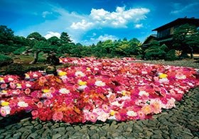 日本庭園由志園「池泉天竺牡丹」と日本最大級のﾌﾗﾜｰﾊﾟｰｸとっとり花回廊1