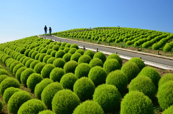 【仙台エリア発】 なんと１万円切り！緑と赤のグラデーションが美しい！ 国営ひたち海浜公園コキアと海産物のお買い物（日帰り））2
